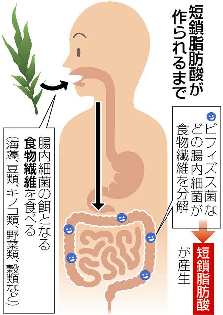 中古】 腸内細菌 下巻 （腸内細菌 下巻 第3版 | 坂崎 利一, 田村