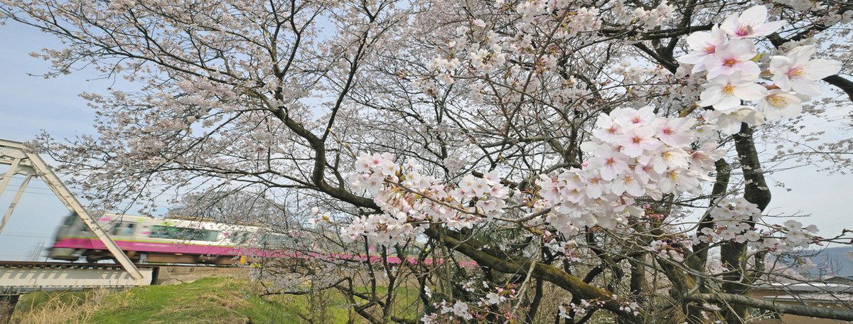 福井で桜満開、北陸新幹線と共演 若狭「神子の山桜」山肌を染める：中