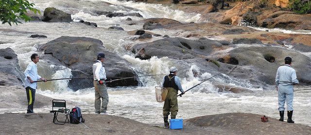 釣果まずまず 笑顔は透き通る 石川県内アユ釣り解禁 北陸中日新聞web