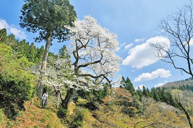 斜面にひっそり 薄墨桜 鯖江・上河内継体天皇ゆかりの木：日刊県民福井Web