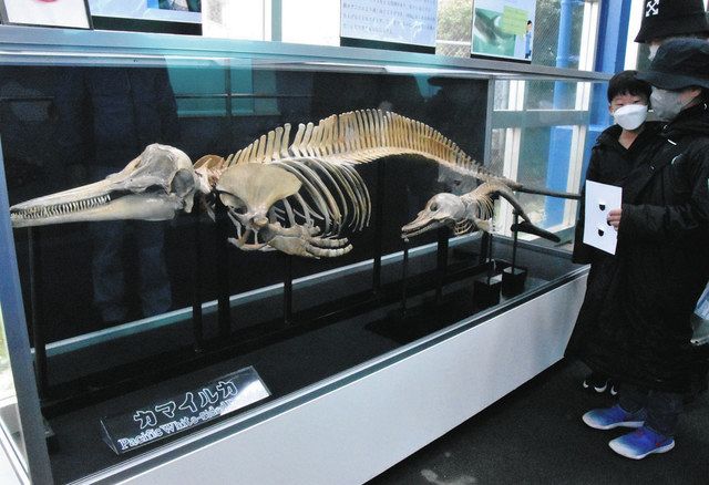 のとじま水族館で骨格標本初展示 カマイルカじっくり観察：北陸中日新聞Web
