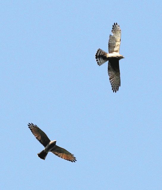 サシバ、秋空優雅に 清水区の杉尾山で「タカの渡り」：中日新聞しずおかWeb