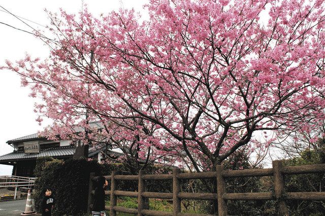 心和むピンク 湖西市「おんやど白須賀」の河津桜が見頃：中日新聞 