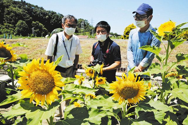 阪神大震災復興シンボル「はるかのひまわり」輝く 可児・花フェスタ