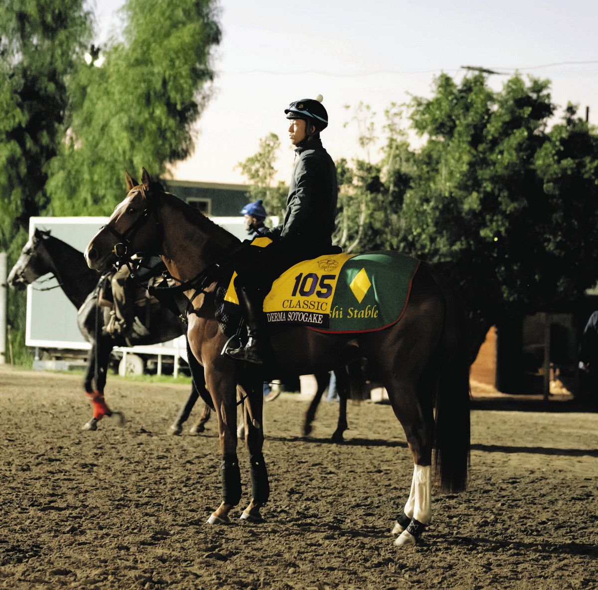 デルマソトガケ、状態不安で東京大賞典の登録取りやめ 今年は国内未出走に:中日スポーツ・東京中日スポーツ