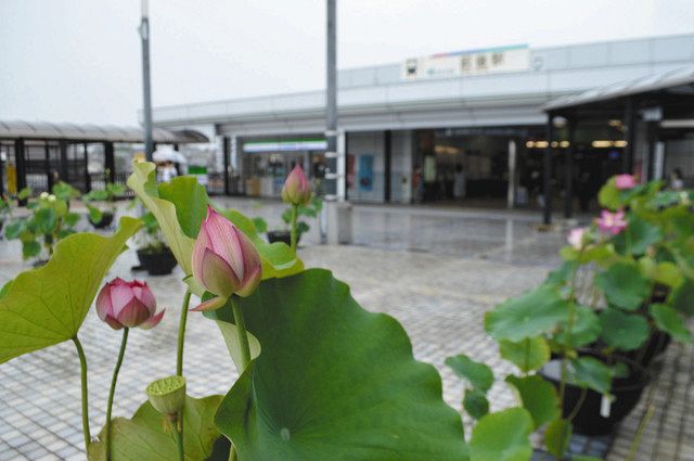 ハス開花の音 聞こえるかな 名鉄 前後駅前広場で特別展示 中日新聞web