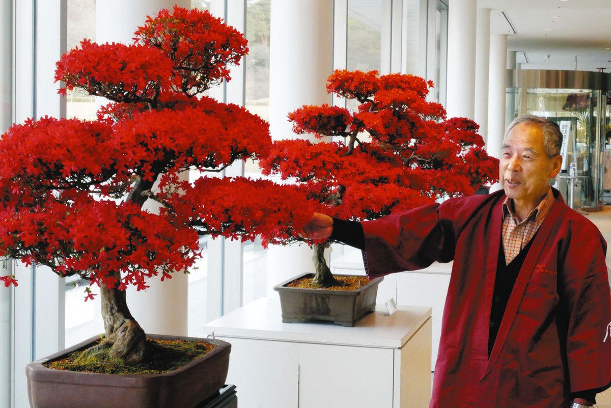 故郷の深紅 咲き誇る しいのき迎賓館 キリシマツツジ展：北陸中日新聞Web