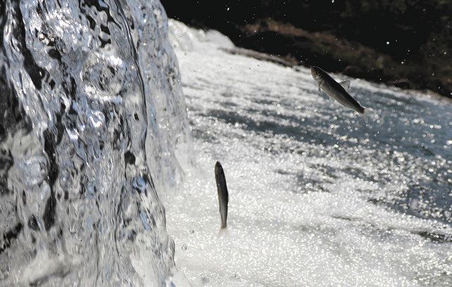 天然アユ遡上 例年の4倍 美浜の耳川 中日新聞web