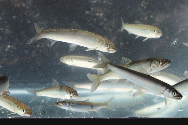 天然アユ遡上 例年の4倍 美浜の耳川 中日新聞web
