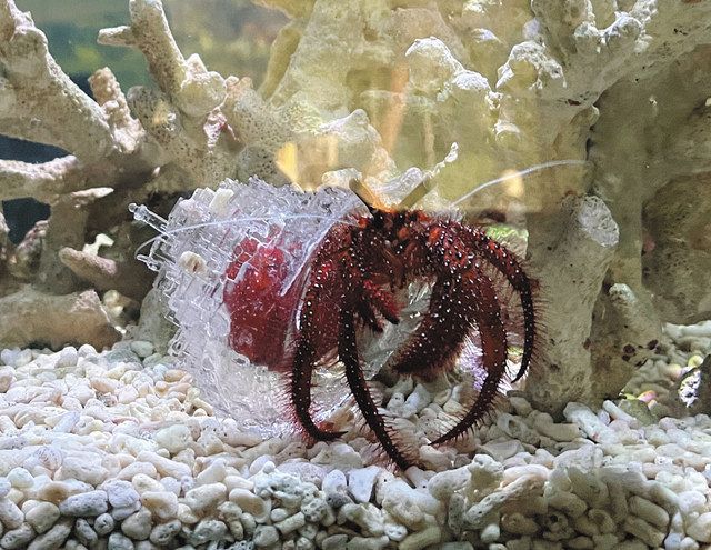 AKI INOMATAさん 個展「Acting Shells」：北陸