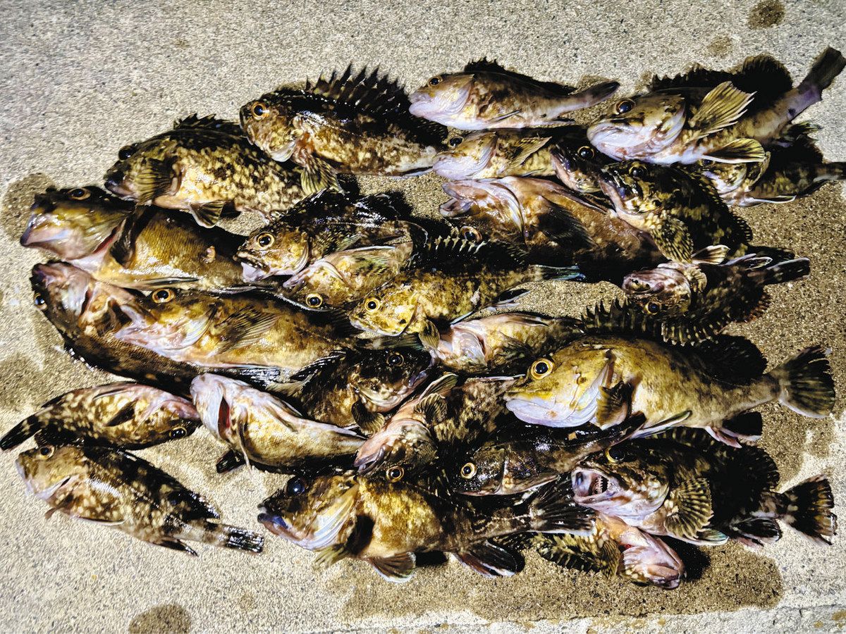 当日の筆者のカサゴ釣果
