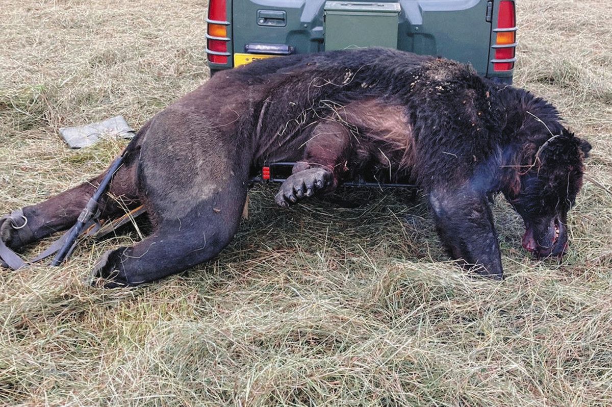 かわいそう」クマ捕獲・駆除に猛批判 被害相次ぐ自治体、対応に苦慮：中日新聞Web
