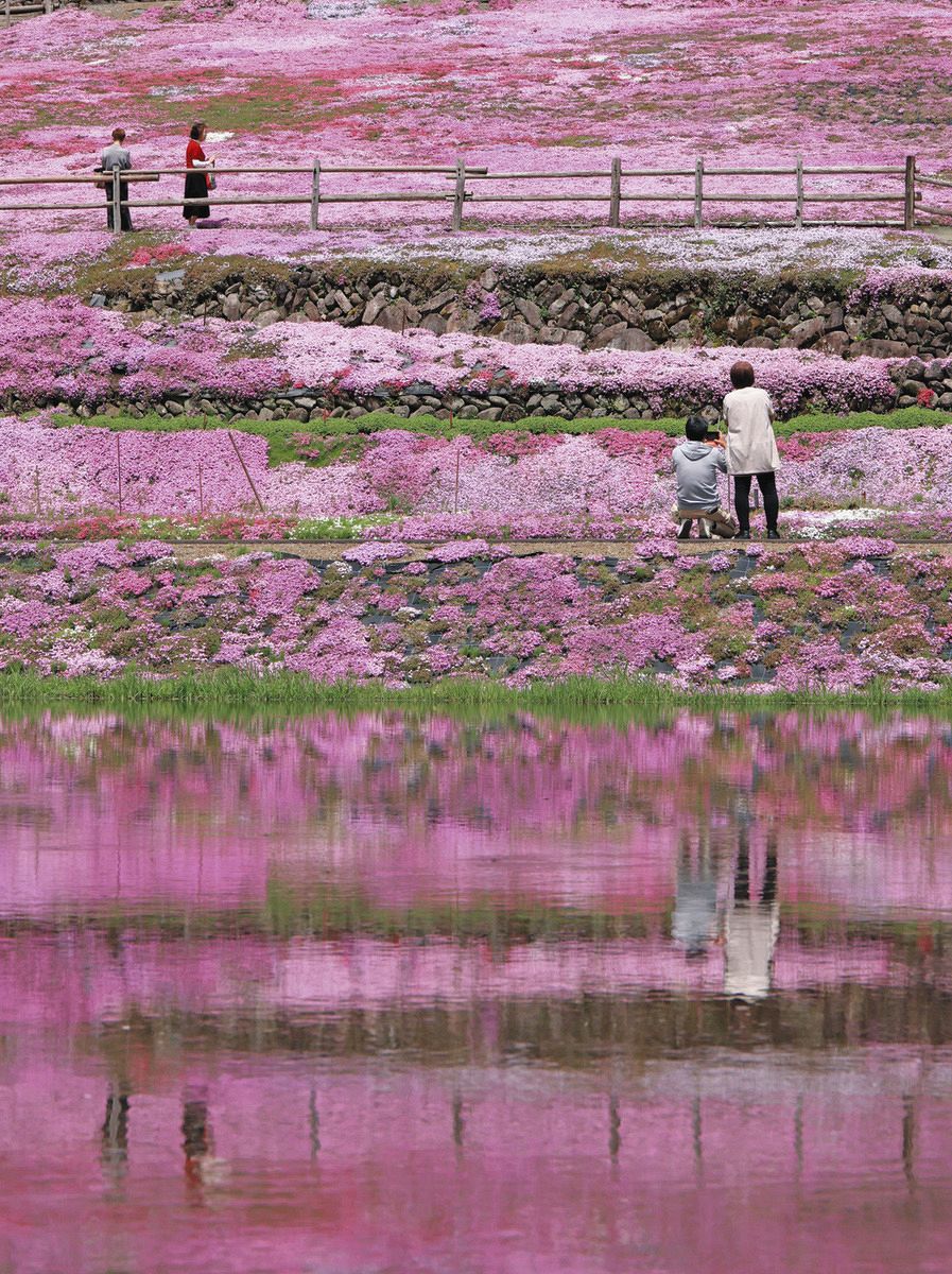 まるで絵画「国田家の芝桜」が満開に 郡上市明宝、見頃は1週間ほど：中