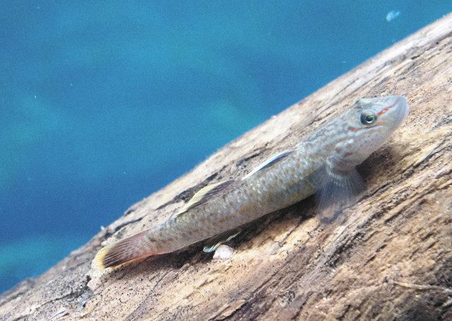 ハゼの仲間 26種150点紹介 魚津水族館 希少種ヨシノボリも展示:北陸中日新聞Web