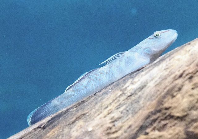 ハゼの仲間 26種150点紹介 魚津水族館 希少種ヨシノボリも展示:北陸中日新聞Web