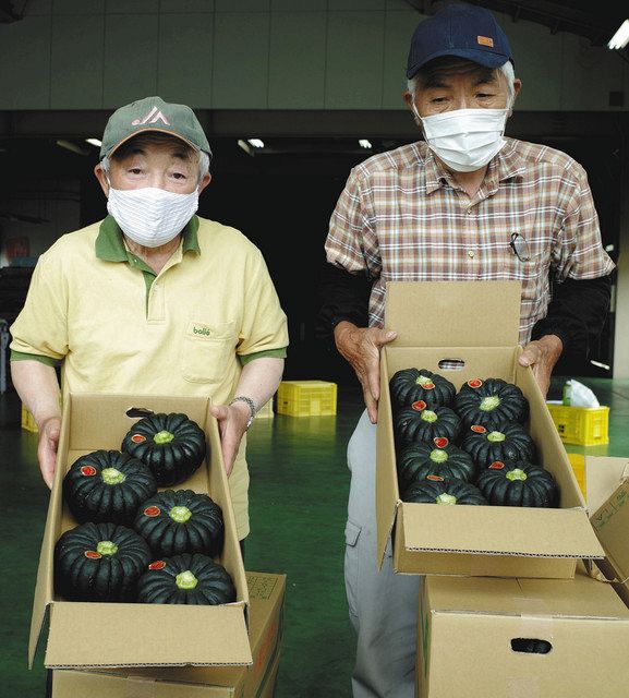 小菊南瓜 出荷始まる かほく 北陸中日新聞web
