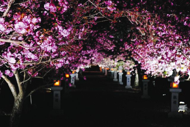 花と灯籠の競演、幻想的 木之本・伊香具神社で八重桜ライトアップ：中