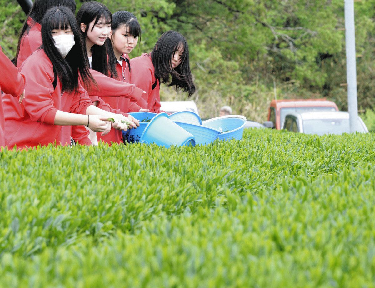 豊かに茂る茶葉を摘みとる高校生たち＝亀山市太森町で