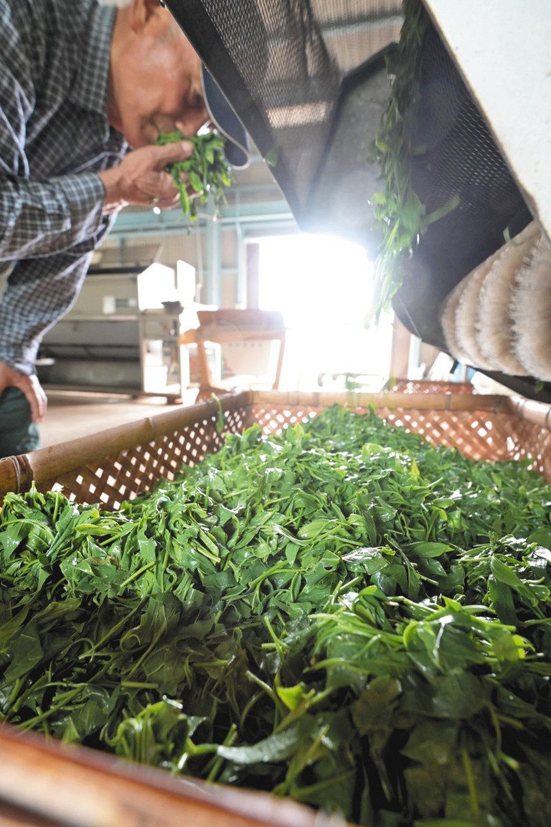 専用機械で蒸し上がった茶葉の香りを確認する茶農家＝亀山市椿世町で