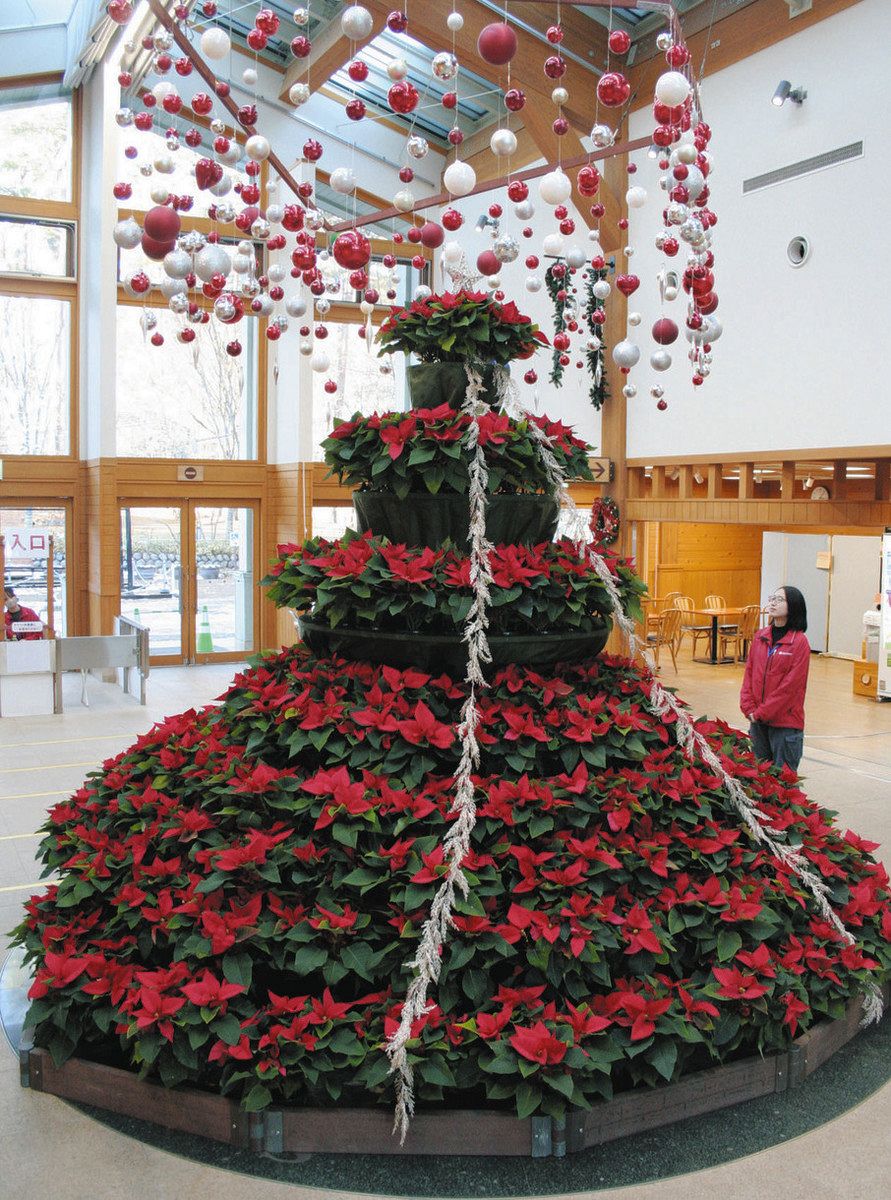 ポインセチア200株で巨大クリスマスツリー 安曇野の公園：中日新聞Web