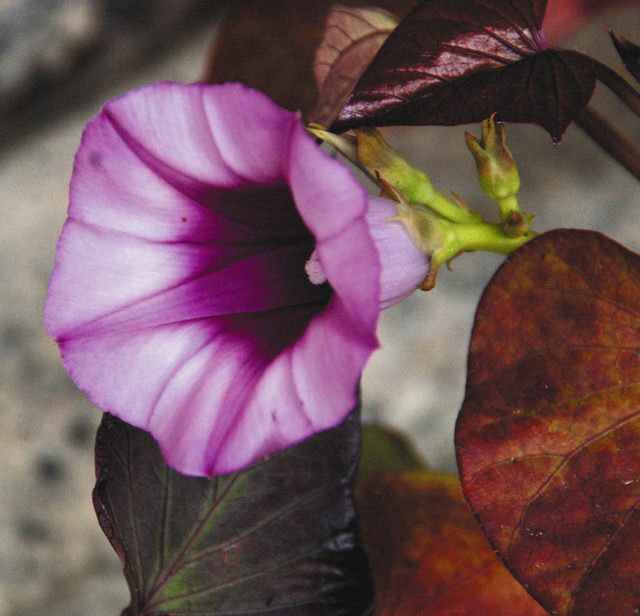 紫の花１輪 サツマイモ咲く 伊賀の小田さん宅で水栽培 中日新聞web