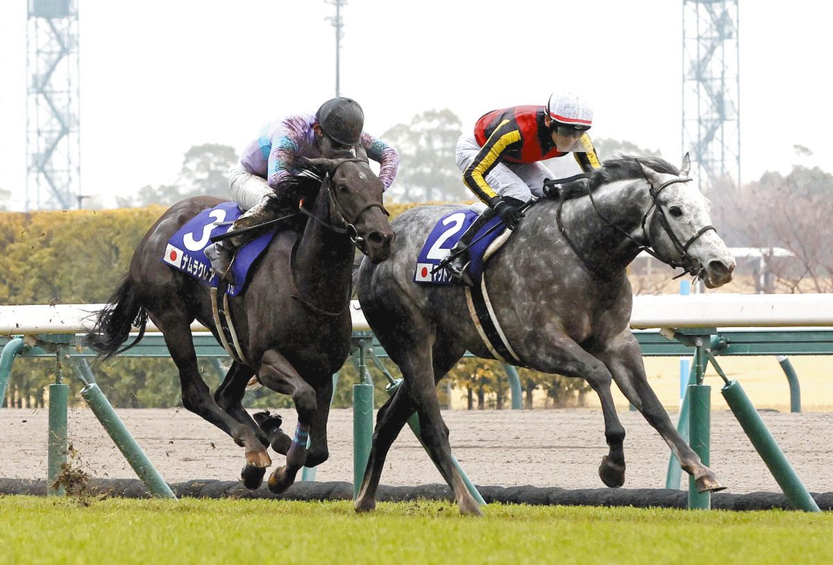 マッドクール競走馬登録を抹消 24年の高松宮記念優勝、北海道で種牡馬