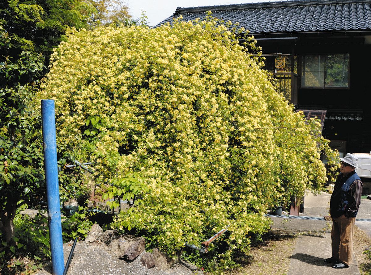 珠洲の夫妻見守り40年 モッコウバラ見頃：北陸中日新聞Web
