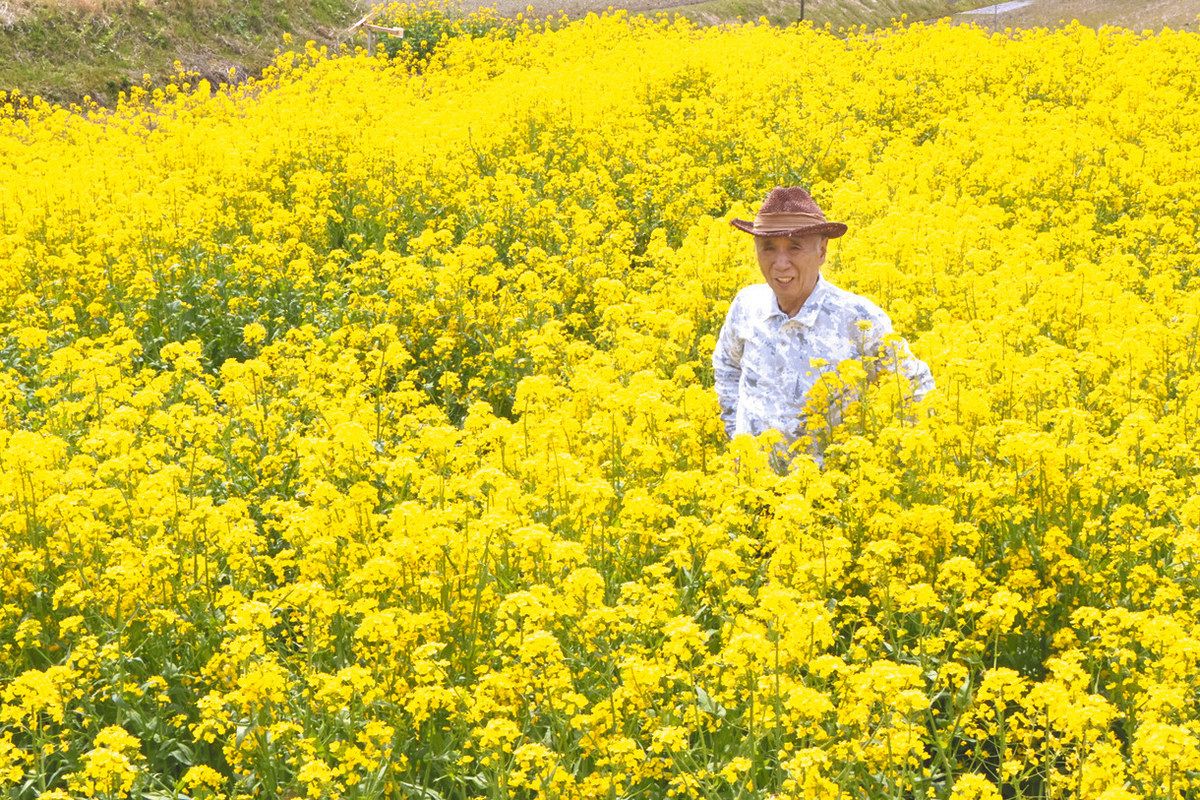 菜の花  休耕田彩る菜の花 七尾・竹林さん整備：北陸中日新聞Web