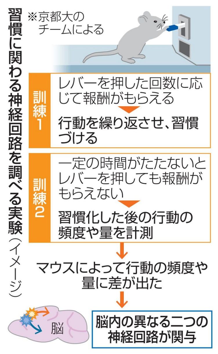 　習慣に関わる神経回路を調べる実験（イメージ）