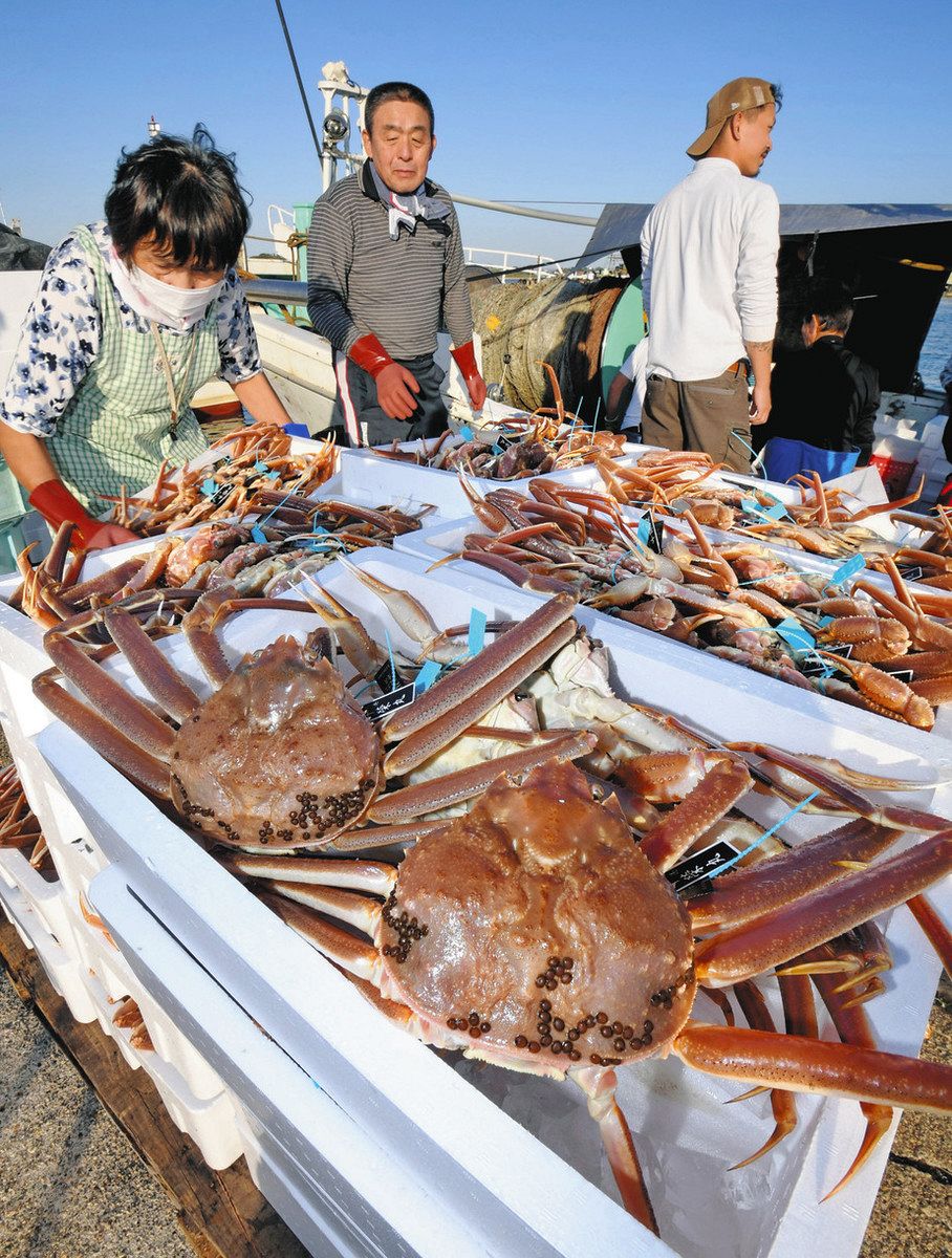 ズワイ 石川県内やっと水揚げ 最高級「輝」300万円：北陸中日新聞Web