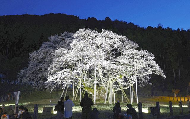 1500年の美、夜に浮かぶ 岐阜・本巣の淡墨桜、3年ぶりライト