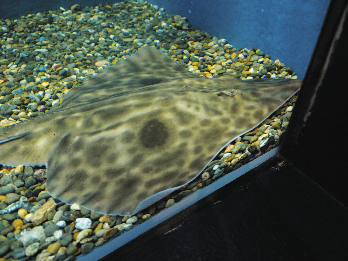 富山湾2例目 珍しいエイ 魚津水族館 15日まで展示：北陸中日新聞Web
