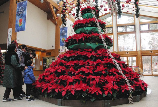 ポインセチアのクリスマスツリーお目見え アルプスあづみの公園 中日新聞web