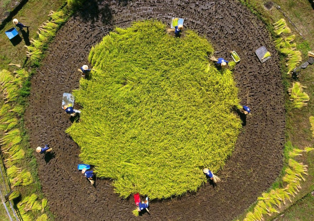 There was rice harvesting in a rare circular rice field：中日新聞Web