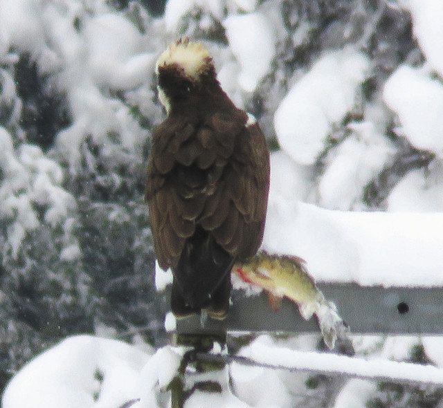 魚を捕獲したミサゴ=七尾市大津町で(時国公政さん提供)