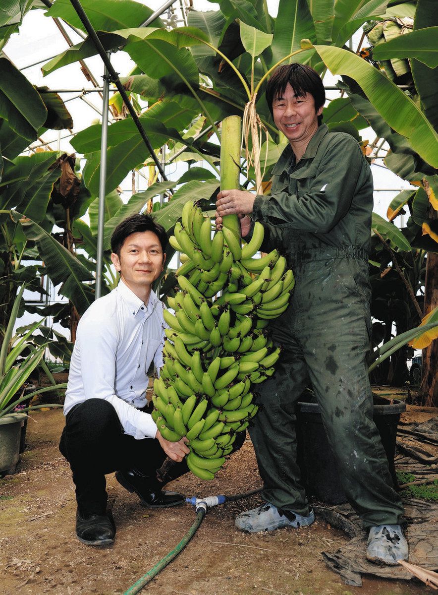 収穫したバナナを抱える山北照良さん（右）と圭二さん＝大垣市墨俣町下宿で