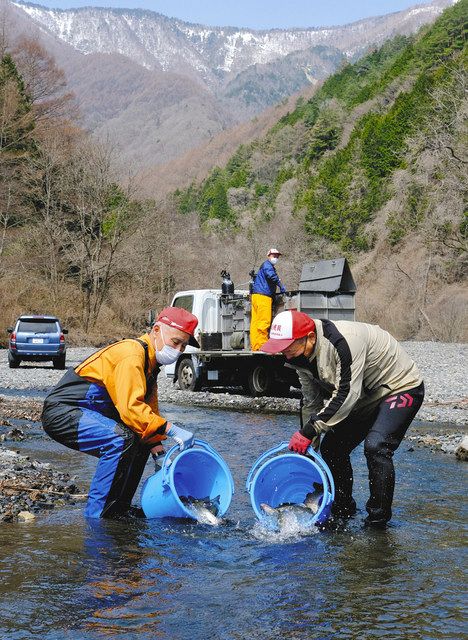 連休の釣り人待ってます 天竜川漁協 ニジマス２５０キロ放流 中日新聞web