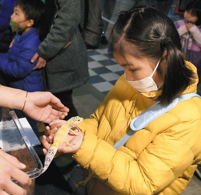 爬虫類にタッチ、感触楽しむ　ボートレース浜名湖で展示：中日新聞しずおかWeb