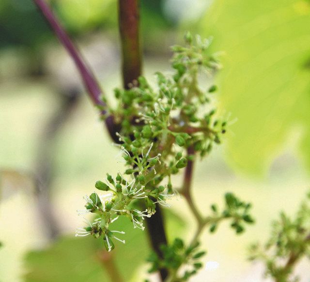 ブドウの花＝穴水町旭ケ丘で 