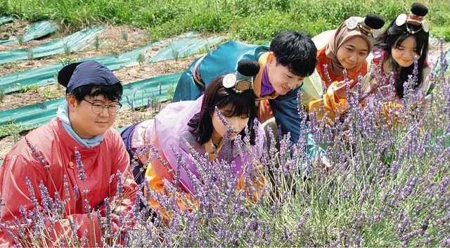 かつての都「紫香楽宮跡」、ラベンダーで覆いつくせ 立命館大に