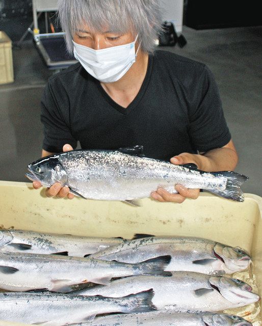 宇波浦漁組が養殖 ギンザケを初出荷 氷見市補助事業 満足いく値 北陸中日新聞web