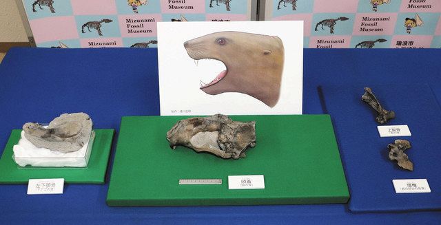 鰭脚類頭部など化石見つかる 瑞浪国内３例目 新種の可能性も 中日新聞web