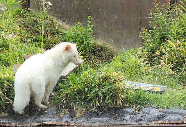 白いタヌキ リュウ 初の栄冠 飯田市立動物園の人気投票 中日新聞web