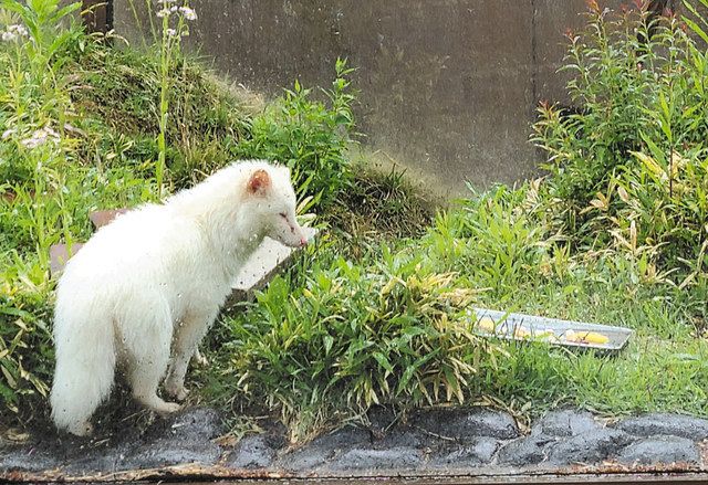白いタヌキ リュウ 初の栄冠 飯田市立動物園の人気投票 中日新聞web 白いタヌキ リュウ 初の栄冠 飯田市立動物園の人気投票 中日新聞web