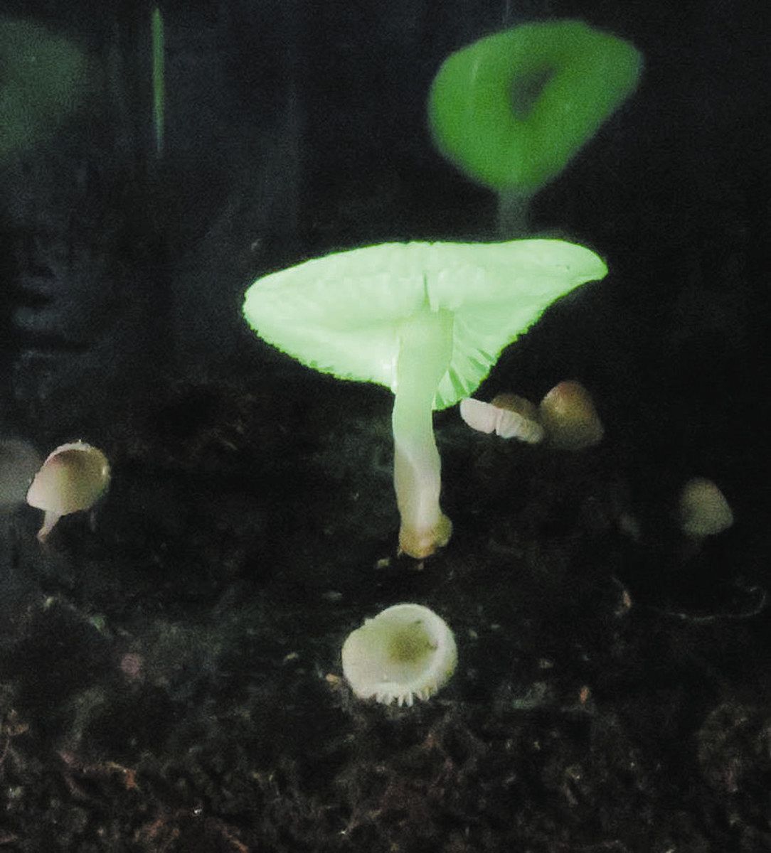 自然に光るヤコウタケ＝岩出菌学研究所提供

