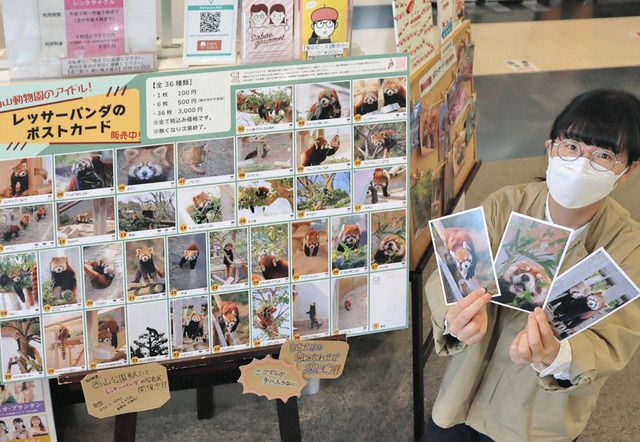 推しのレッサーパンダは ポストカードが人気 鯖江「道の駅西山公園」で