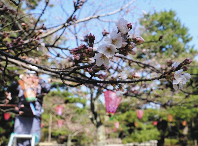 桜 早起きね 小松 芦城公園 北陸中日新聞web 桜 早起きね 小松 芦城公園 北陸中日新聞web