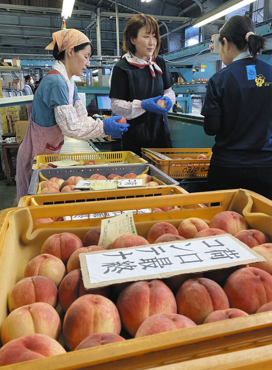 モモの出荷が進む共選所＝長野市川中島町で
