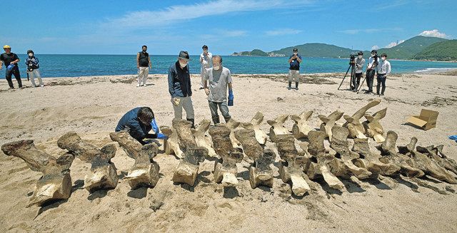 漂着クジラの骨取り出す 美浜・標本にして恐竜博物館で展示検討：中日新聞Web