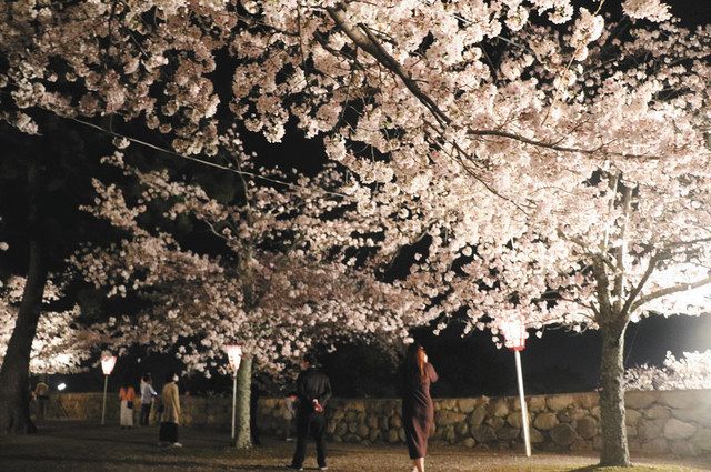 見頃の桜 市民楽しむ 松阪 松坂城跡と森林公園 中日新聞web